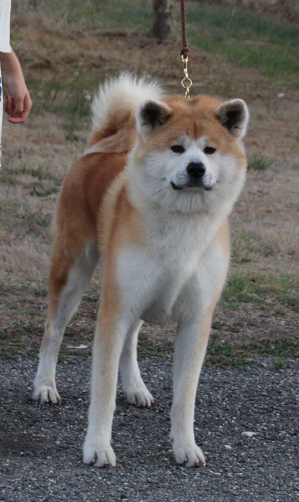 Awa no daichi go jr.matsunaga