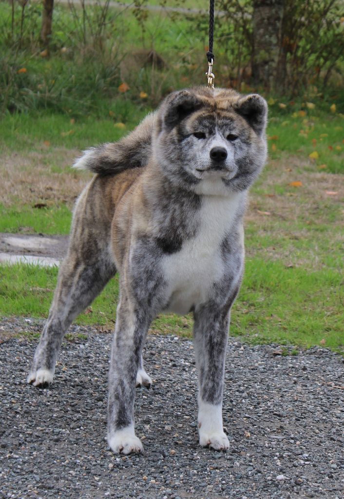 S'yukan go Of Kamino Ken