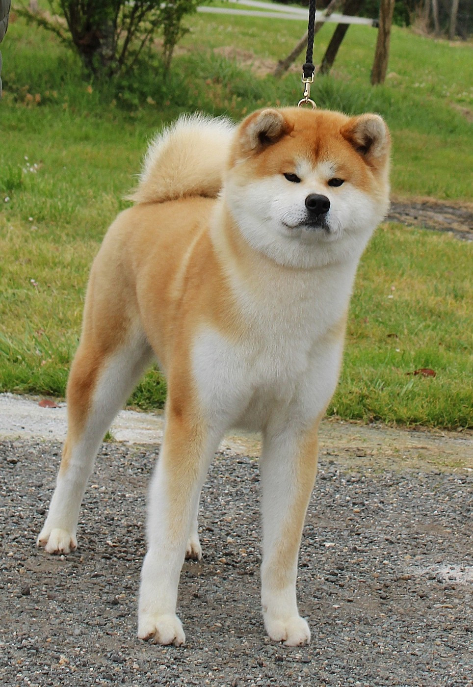 V' KYOHEI GO Sanako Ken