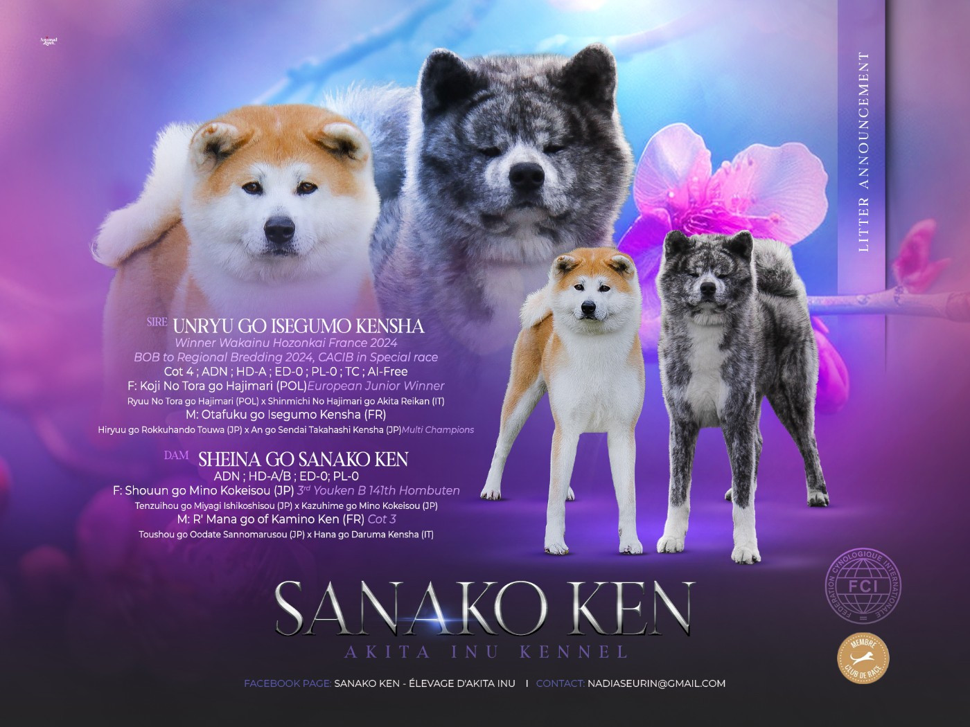 CHIOTS DE SHEINA ET UNRYU : 25-04-2025