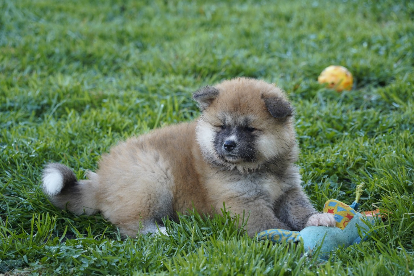 Sanako Ken - Chiots disponibles - Akita