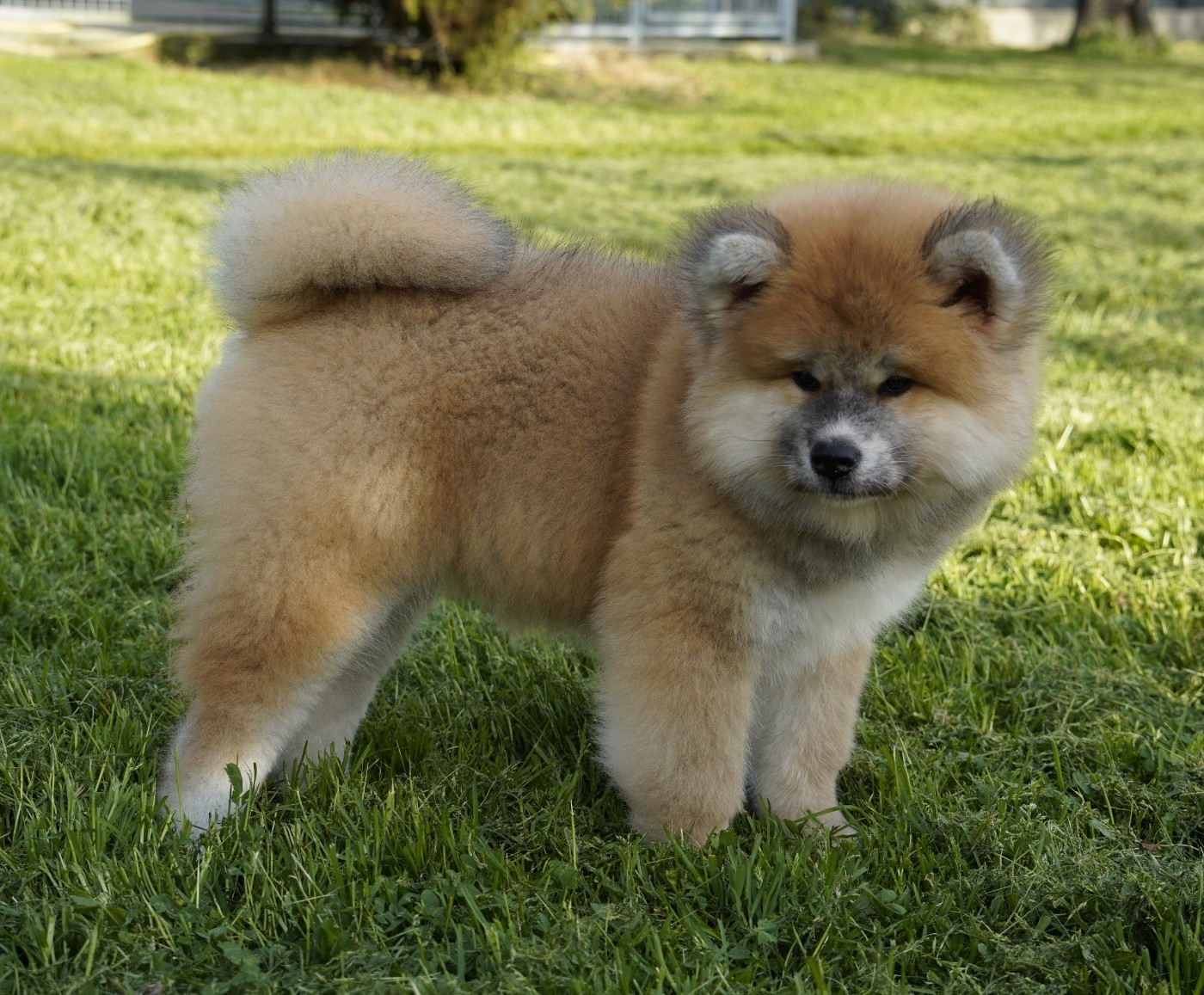 Sanako Ken - Chiots disponibles - Akita