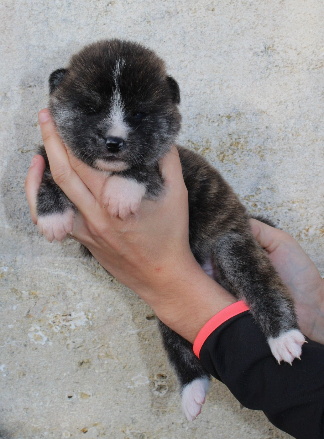 Sanako Ken - Chiots disponibles - Akita
