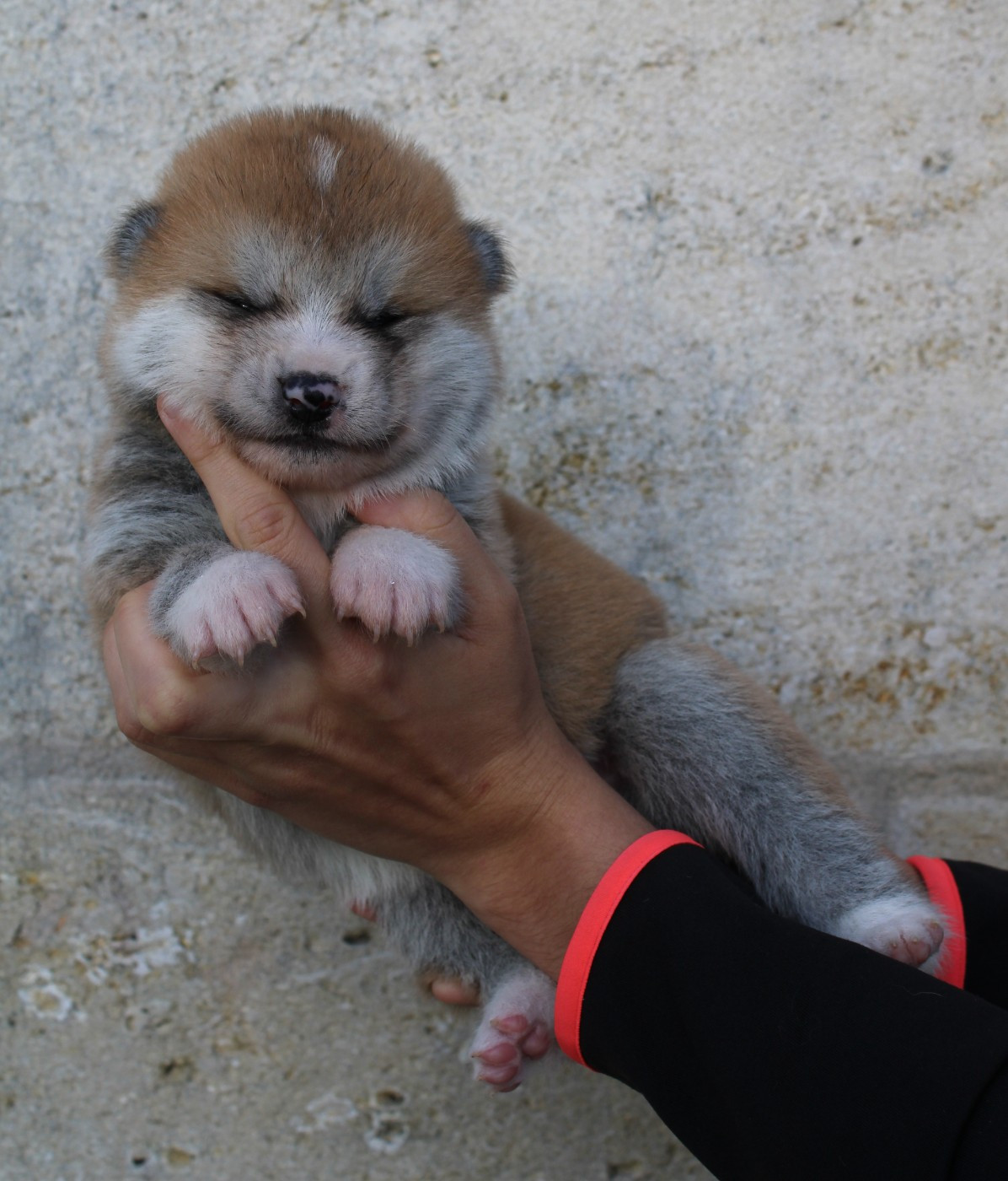Sanako Ken - Chiots disponibles - Akita