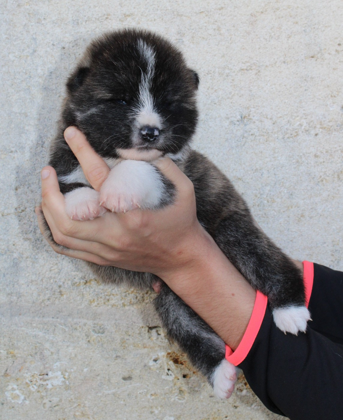 Sanako Ken - Chiots disponibles - Akita
