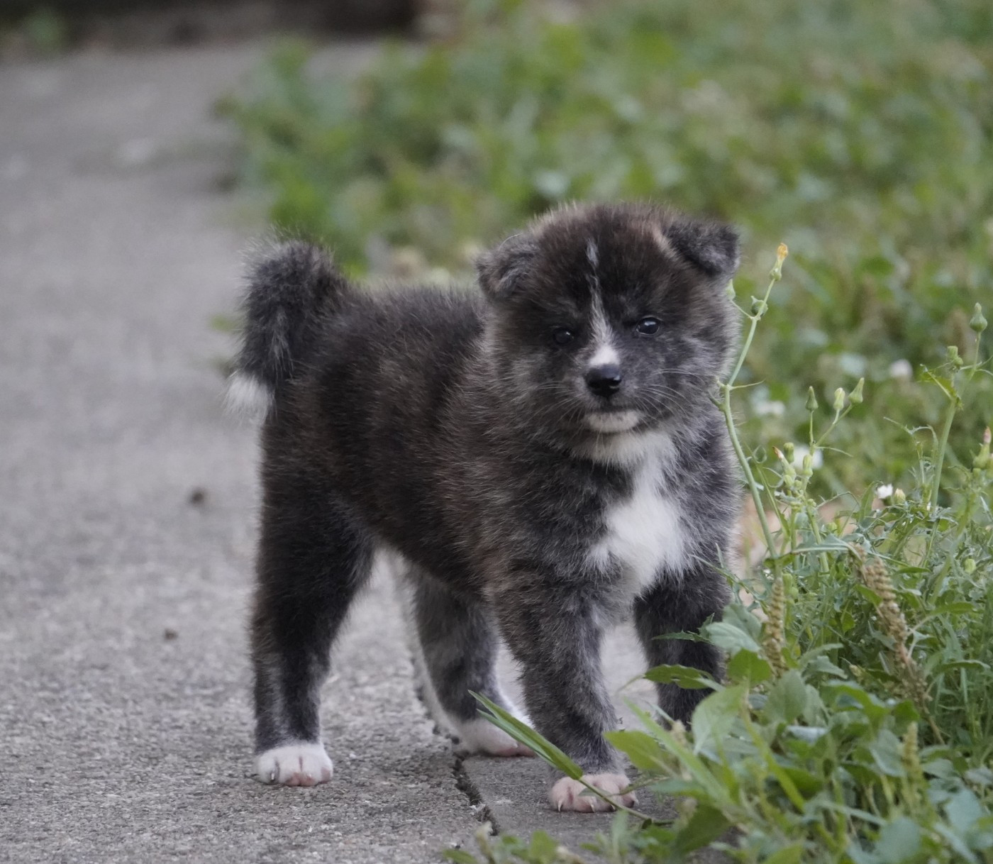 Sanako Ken - Chiots disponibles - Akita