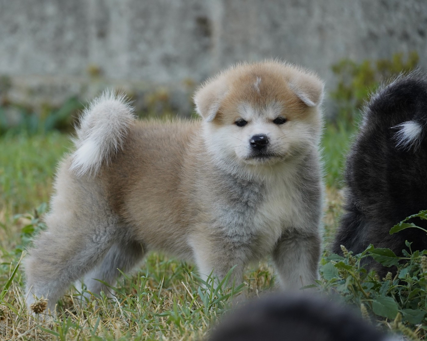 Sanako Ken - Chiots disponibles - Akita