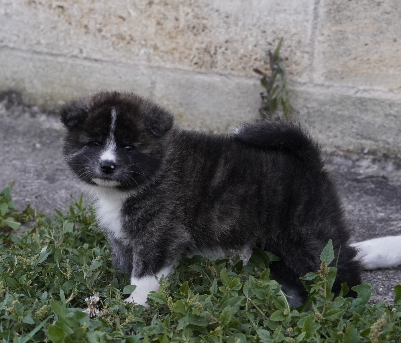 Sanako Ken - Chiots disponibles - Akita