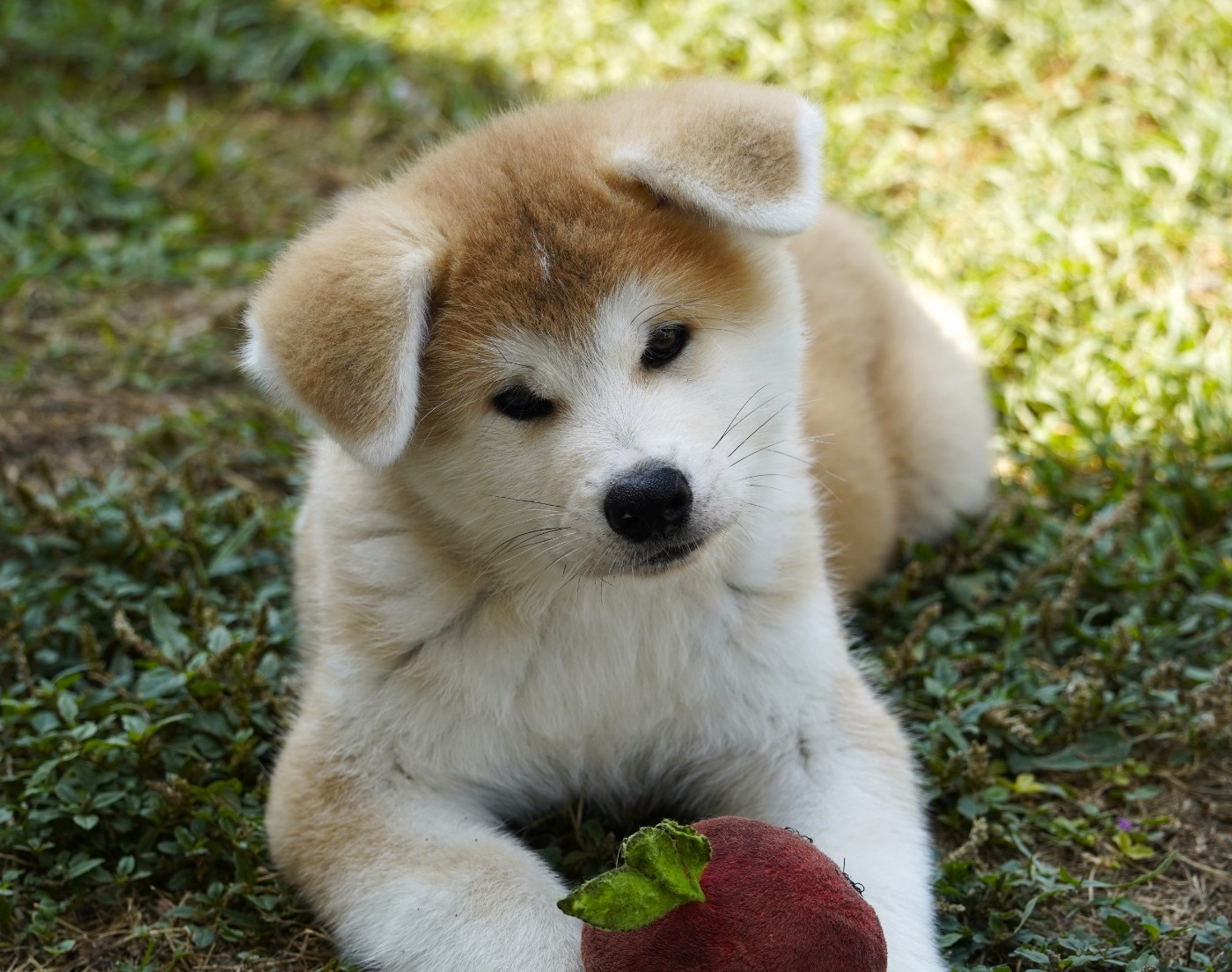 Sanako Ken - Chiots disponibles - Akita