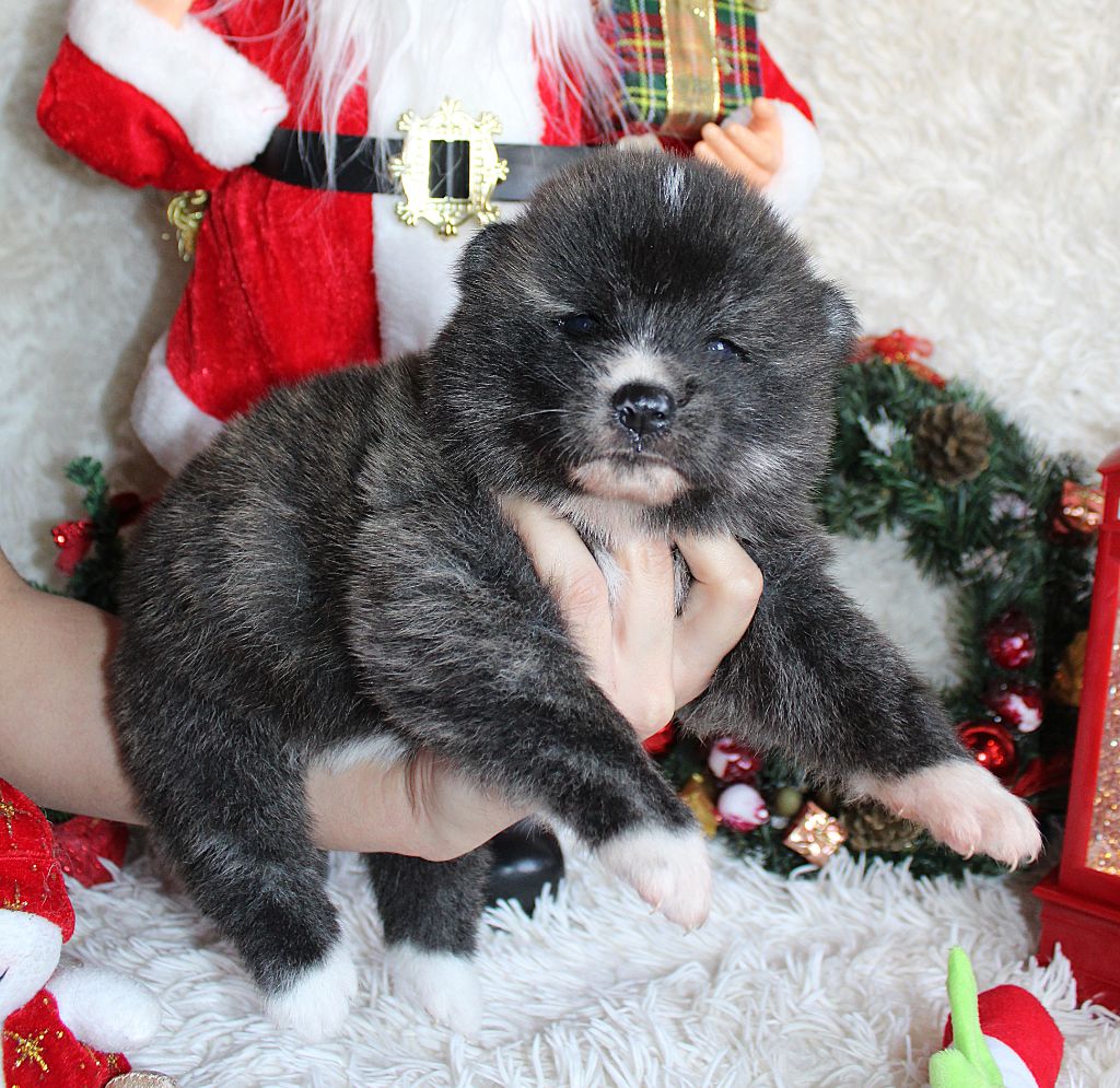 Sanako Ken - Chiots disponibles - Akita