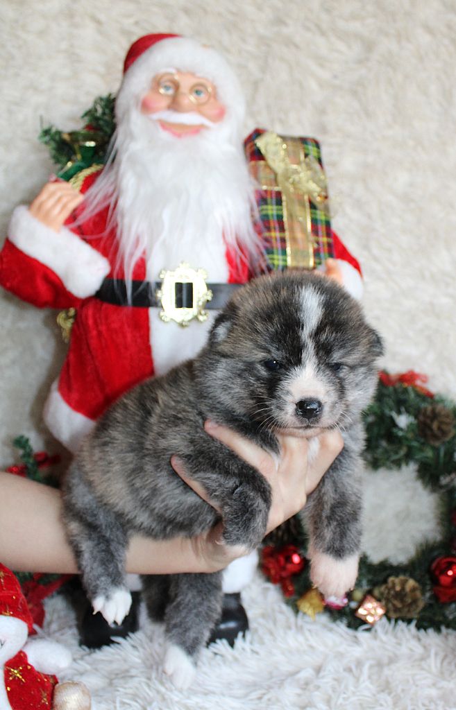 Sanako Ken - Chiots disponibles - Akita