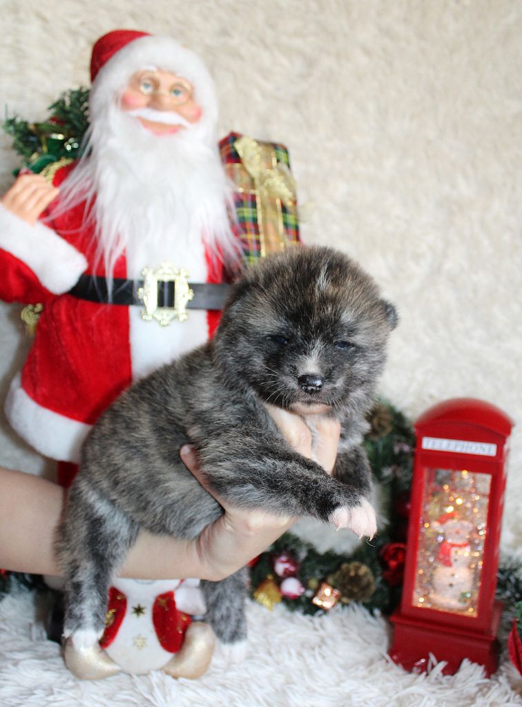 Sanako Ken - Chiots disponibles - Akita