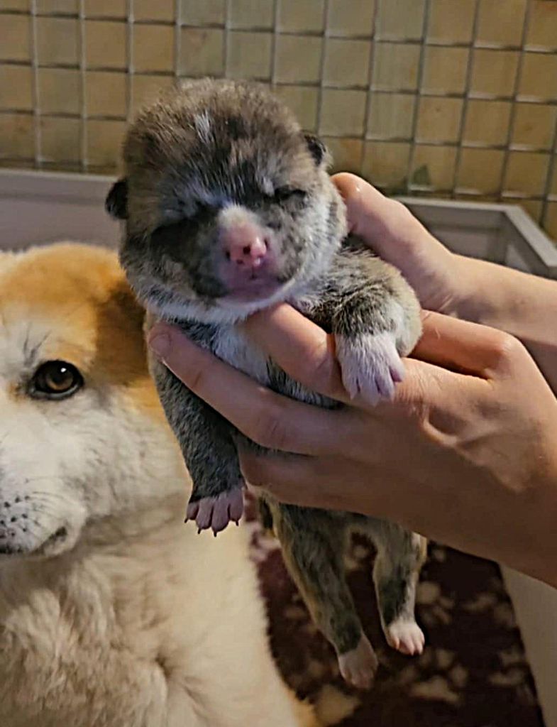 Sanako Ken - Chiots disponibles - Akita