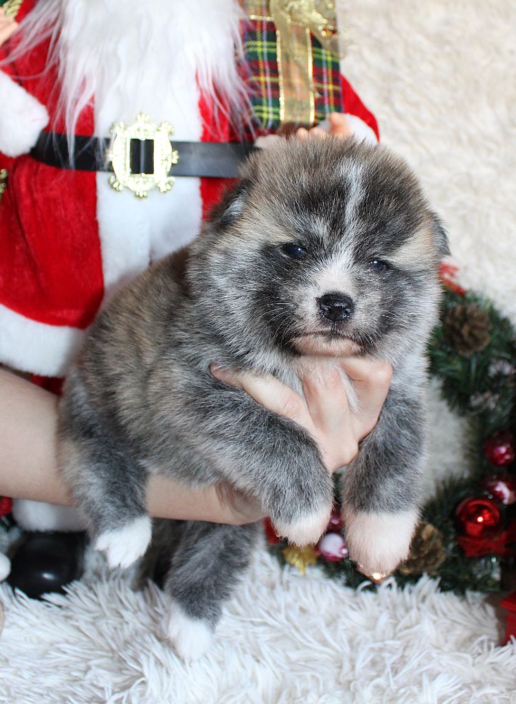 Sanako Ken - Chiots disponibles - Akita