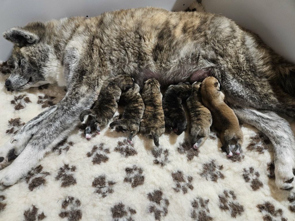 Sanako Ken - Akita - Portée née le 23/11/2025