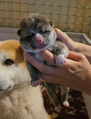 CHIOT 2