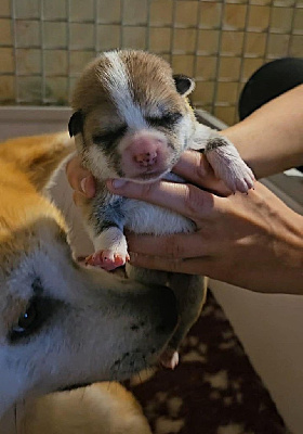 CHIOT 1