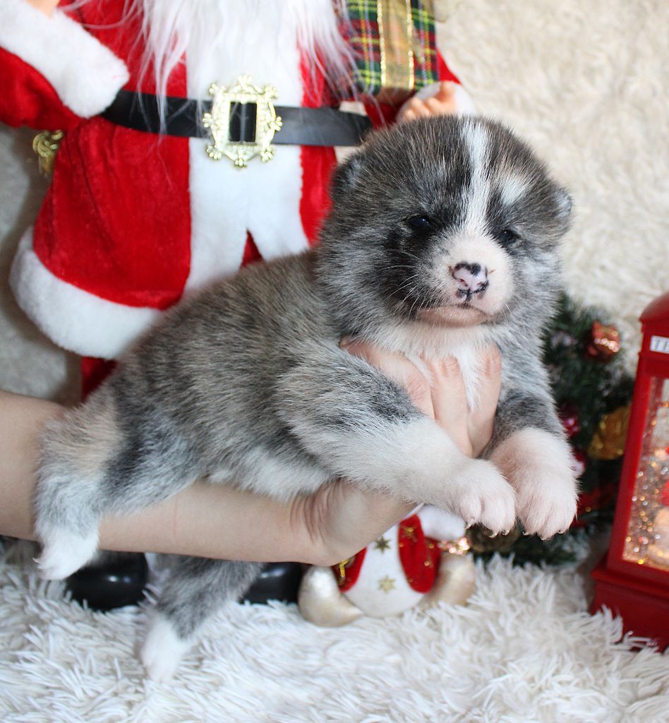 Sanako Ken - Chiots disponibles - Akita