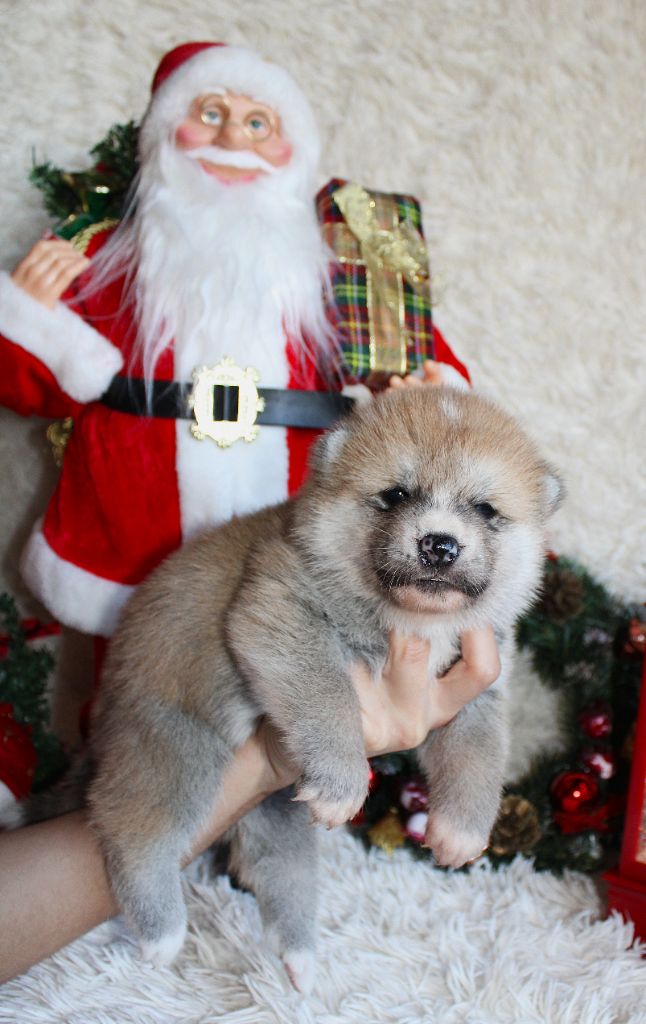 Sanako Ken - Chiots disponibles - Akita